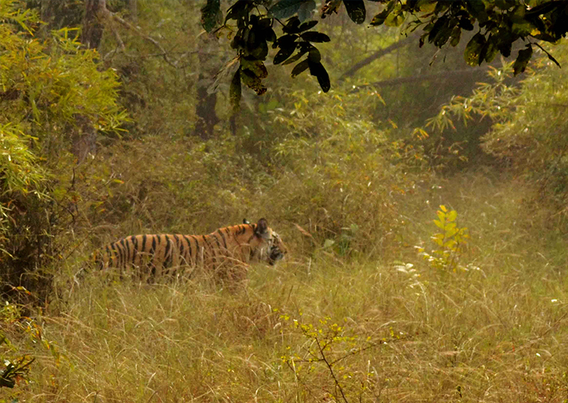 Discover Brazil
